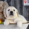 Image of Diamond, a Golden Retriever puppy