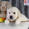 Image of Diamond, a Golden Retriever puppy