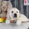 Image of Diamond, a Golden Retriever puppy