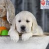 Image of Dream, a Golden Retriever puppy