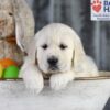 Image of Dream, a Golden Retriever puppy