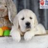 Image of Dream, a Golden Retriever puppy