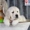 Image of Dream, a Golden Retriever puppy