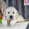 Image of Dream, a Golden Retriever puppy
