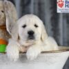 Image of Dream, a Golden Retriever puppy