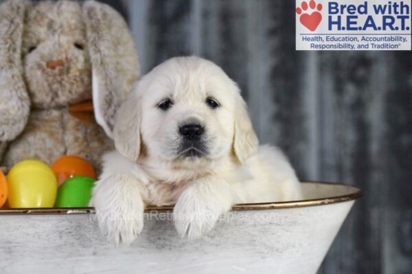 Image of Dream, a Golden Retriever puppy