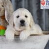 Image of Dream, a Golden Retriever puppy