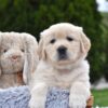 Image of Eagle, a Golden Retriever puppy