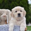 Image of Eagle, a Golden Retriever puppy