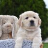 Image of Eagle, a Golden Retriever puppy
