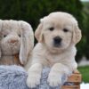 Image of Eagle, a Golden Retriever puppy