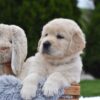 Image of Eagle, a Golden Retriever puppy