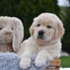 Image of Eagle, a Golden Retriever puppy