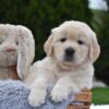 Image of Eagle, a Golden Retriever puppy