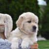 Image of Eagle, a Golden Retriever puppy