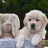 Image of Eagle, a Golden Retriever puppy