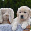 Image of Eagle, a Golden Retriever puppy