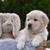 Image of Eagle, a Golden Retriever puppy