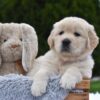 Image of Eagle, a Golden Retriever puppy