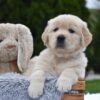 Image of Eagle, a Golden Retriever puppy