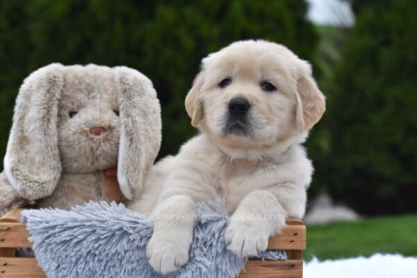 Image of Eagle, a Golden Retriever puppy