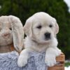 Image of Ellie, a Golden Retriever puppy