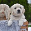 Image of Ellie, a Golden Retriever puppy