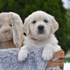 Image of Ellie, a Golden Retriever puppy