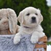 Image of Ellie, a Golden Retriever puppy