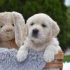 Image of Ellie, a Golden Retriever puppy