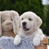 Image of Ellie, a Golden Retriever puppy