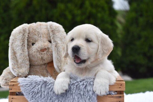 Image of Ellie, a Golden Retriever puppy