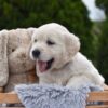 Image of Ellie, a Golden Retriever puppy