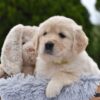 Image of Emerald, a Golden Retriever puppy