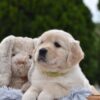 Image of Emerald, a Golden Retriever puppy