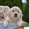 Image of Emerald, a Golden Retriever puppy