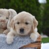 Image of Emerald, a Golden Retriever puppy