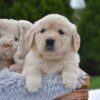 Image of Emerald, a Golden Retriever puppy