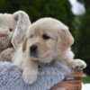 Image of Emerald, a Golden Retriever puppy