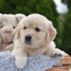 Image of Emerald, a Golden Retriever puppy