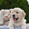 Image of Emerald, a Golden Retriever puppy