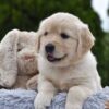 Image of Emerald, a Golden Retriever puppy