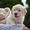 Image of Emerald, a Golden Retriever puppy