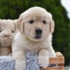 Image of Emerald, a Golden Retriever puppy