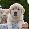 Image of Emerald, a Golden Retriever puppy