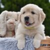 Image of Emerald, a Golden Retriever puppy