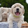 Image of Emerald, a Golden Retriever puppy