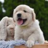 Image of Emerald, a Golden Retriever puppy
