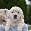 Image of Eskimo, a Golden Retriever puppy