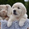 Image of Eskimo, a Golden Retriever puppy
